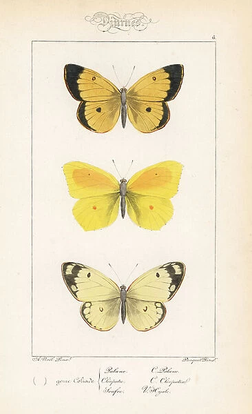 Moorland clouded yellow, cleopatra and pale clouded yellow