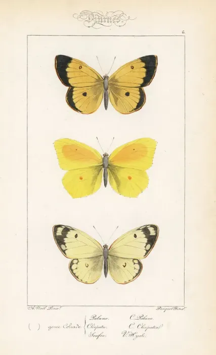 Framed Print : Moorland clouded yellow, cleopatra and pale clouded yellow Framed Print : Moorland clouded yellow, cleopatra and pale clouded yellow
