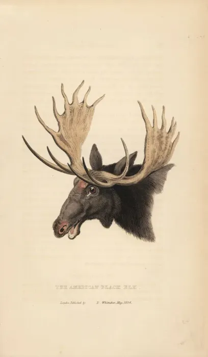 Framed Print : Moose, Alces alces Framed Print : Moose, Alces alces