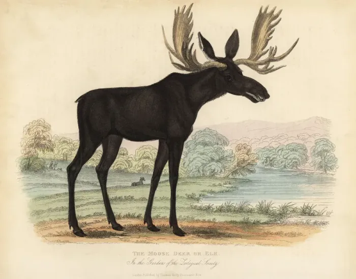 Framed Print : Moose or elk, Alces alces Framed Print : Moose or elk, Alces alces