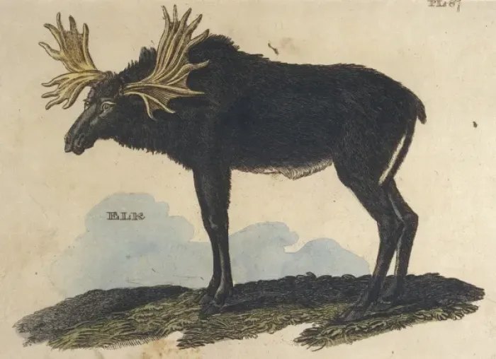 Framed Print : Moose (Elk) / Brightly Framed Print : Moose (Elk) / Brightly
