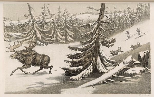 Moose  /  Elk Sweden 1855