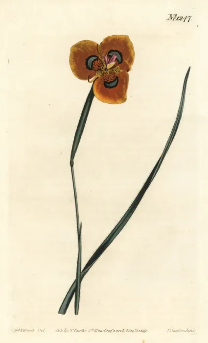 Framed Print : Moraea tulbaghensis Framed Print : Moraea tulbaghensis