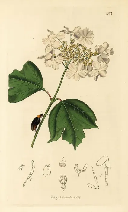 Framed Print : Mordellochroa abdominalis beetle on a guelder rose Framed Print : Mordellochroa abdominalis beetle on a guelder rose