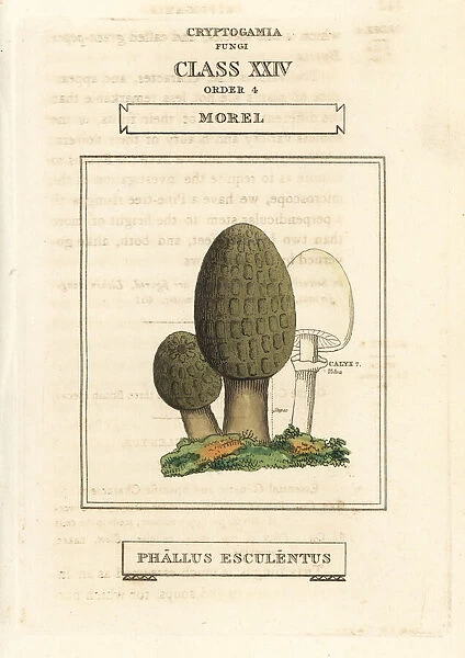 Morel mushroom, Morchella esculenta