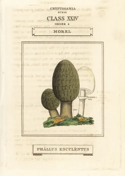 Framed Print : Morel mushroom, Morchella esculenta Framed Print : Morel mushroom, Morchella esculenta