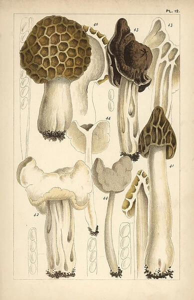 Morel, saddle and helvella mushrooms