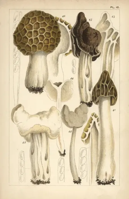 Framed Print : Morel, saddle and helvella mushrooms Framed Print : Morel, saddle and helvella mushrooms