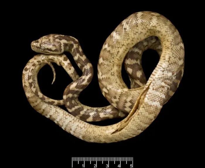 Framed Print : Morelia spilota variegata, carpet python Framed Print : Morelia spilota variegata, carpet python