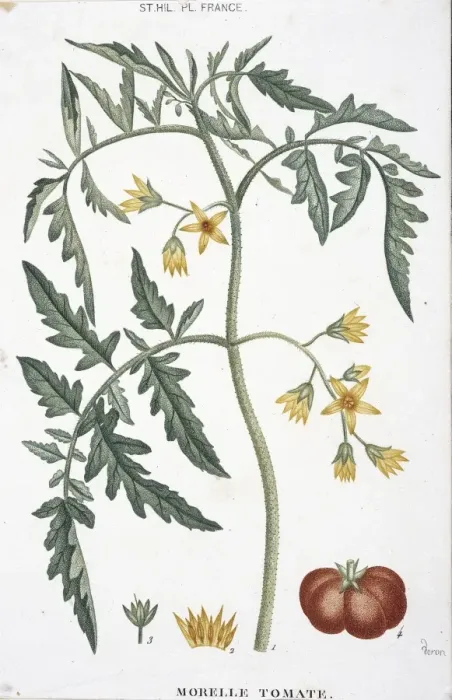 Framed Print : Morelle tomate, tomato Framed Print : Morelle tomate, tomato