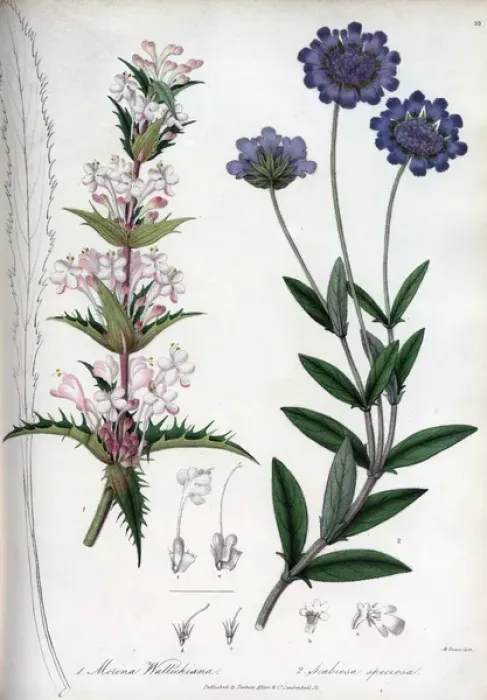 Framed Print : Morian wallichiana and Scabiosa speciosa Framed Print : Morian wallichiana and Scabiosa speciosa