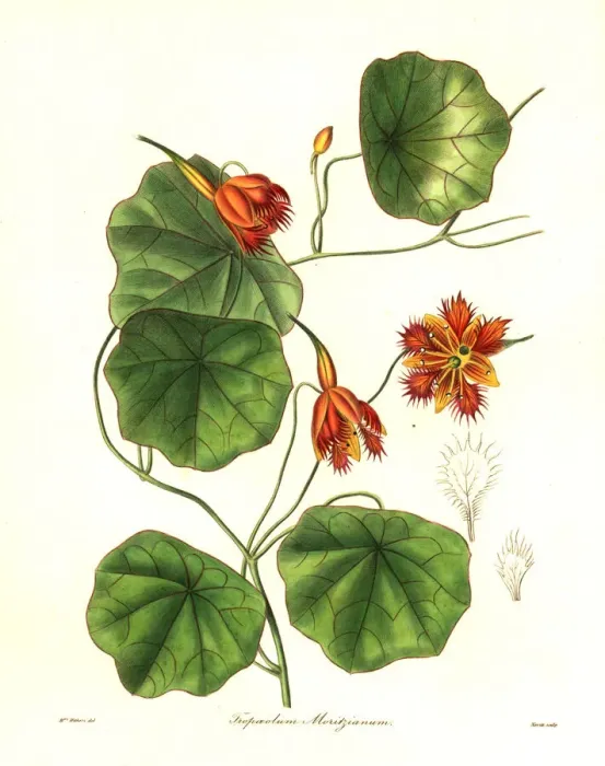 Framed Print : Moritz Indian cress, Tropaeolum moritzianum Framed Print : Moritz Indian cress, Tropaeolum moritzianum