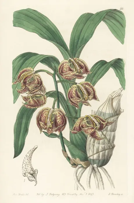 Framed Print : Mormodes aromatica orchid Framed Print : Mormodes aromatica orchid