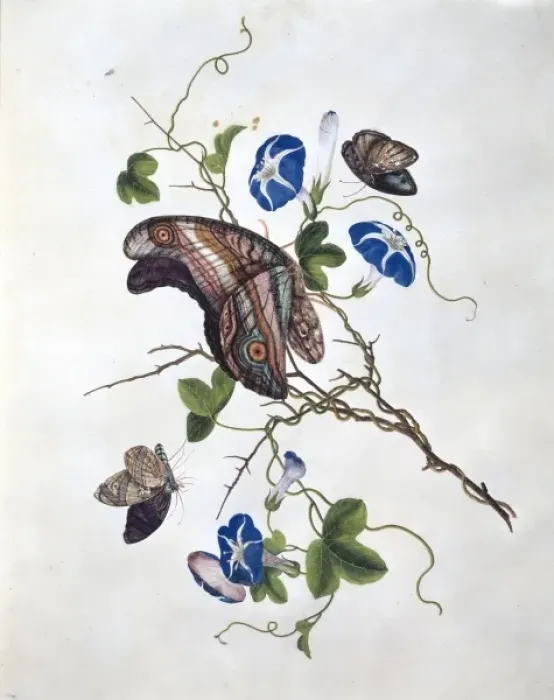 Framed Print : Morning glory with butterflies Framed Print : Morning glory with butterflies
