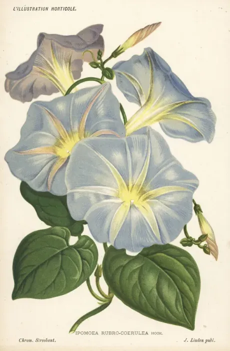 Framed Print : Morning glory, Ipomoea tricolor Framed Print : Morning glory, Ipomoea tricolor
