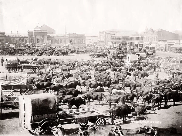 Morning market, Johannesburg, South Africa, c. 1900