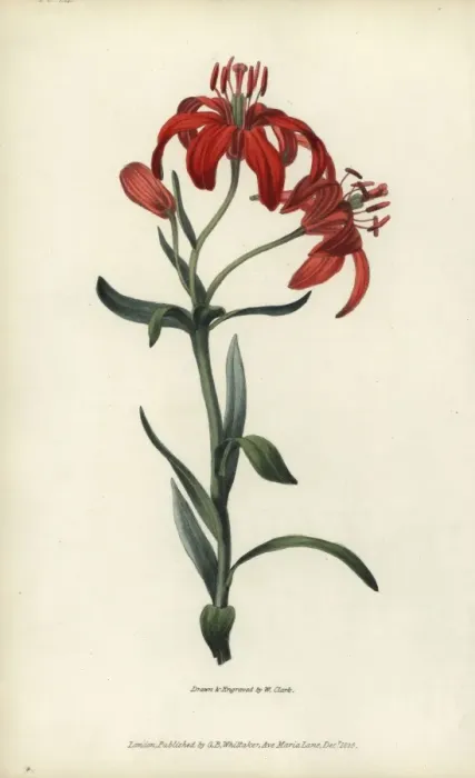 Framed Print : Morning star lily, Lilium concolor Framed Print : Morning star lily, Lilium concolor