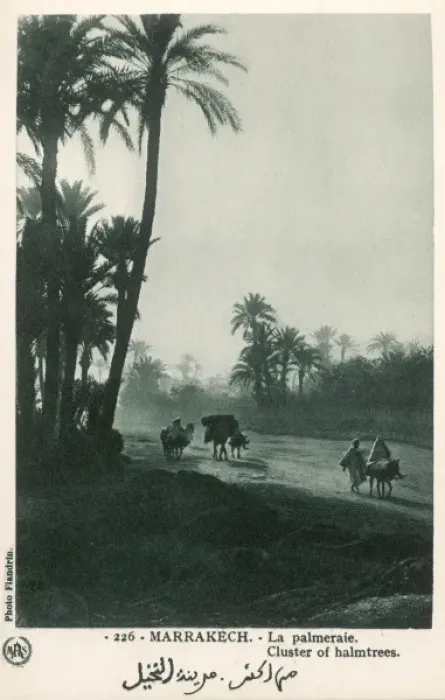 Framed Print : Morocco - Marrakesh - Cluster of Palmtrees Framed Print : Morocco - Marrakesh - Cluster of Palmtrees
