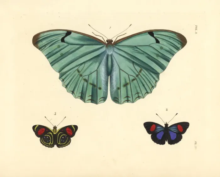 Framed Print : Morpho and hydaspes eighty-eight butterfly Framed Print : Morpho and hydaspes eighty-eight butterfly