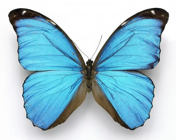 Morpho menelaus, Cramers blue butterfly