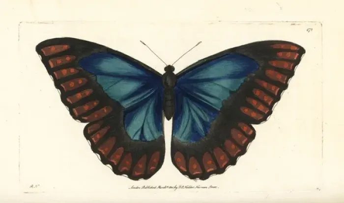 Framed Print : Morpho telemachus butterfly Framed Print : Morpho telemachus butterfly