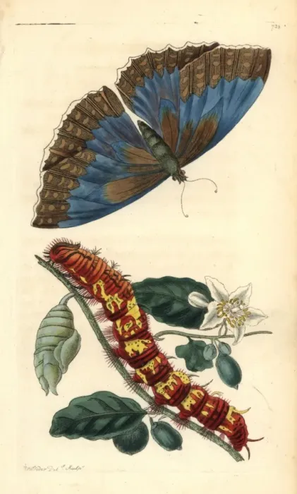 Framed Print : Morpho telemachus butterfly Framed Print : Morpho telemachus butterfly
