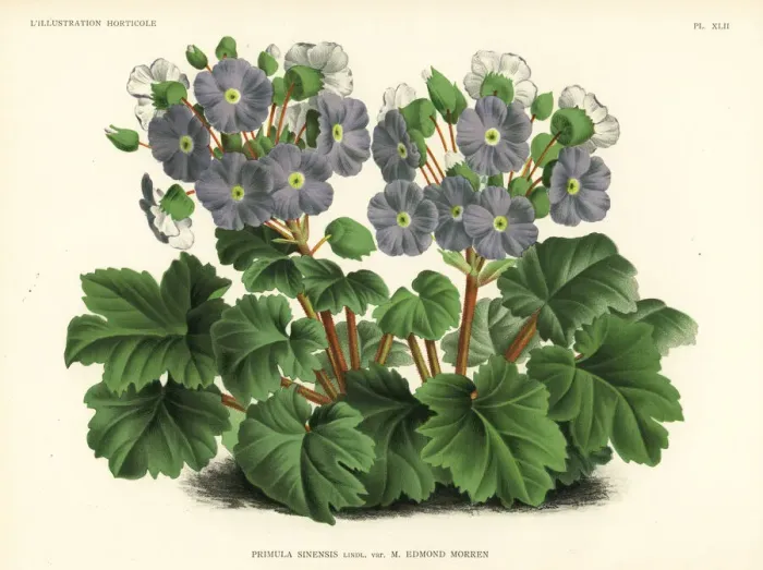 Framed Print : Morrens Chinese primrose cultivar, Primula Framed Print : Morrens Chinese primrose cultivar, Primula
