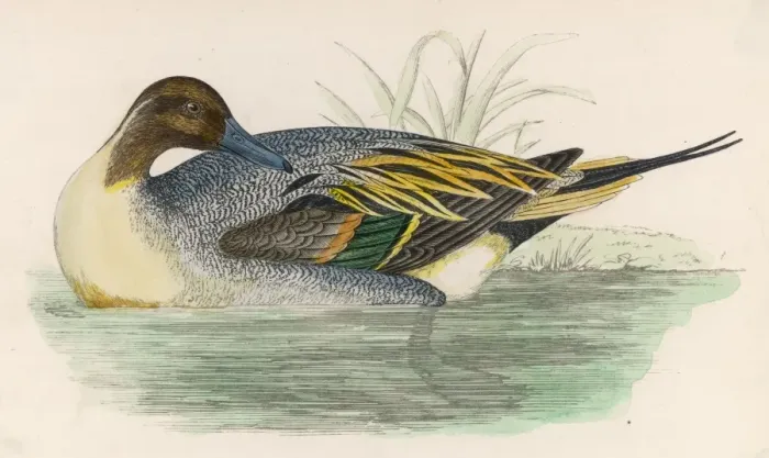 Framed Print : Morris / Duck / Pintail Framed Print : Morris / Duck / Pintail