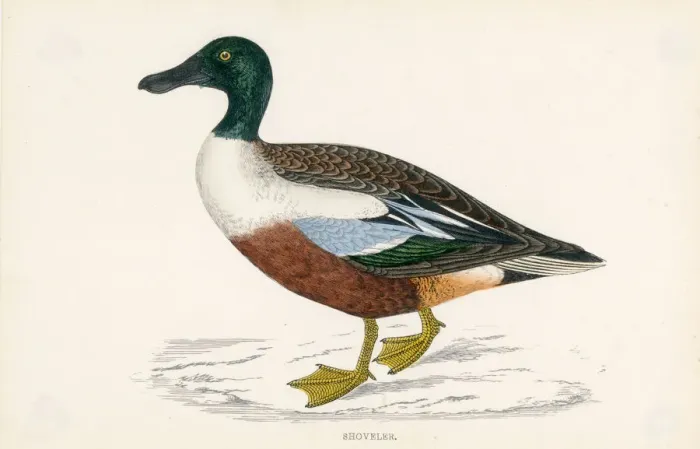 Framed Print : MORRIS / DUCK / SHOVELER Framed Print : MORRIS / DUCK / SHOVELER