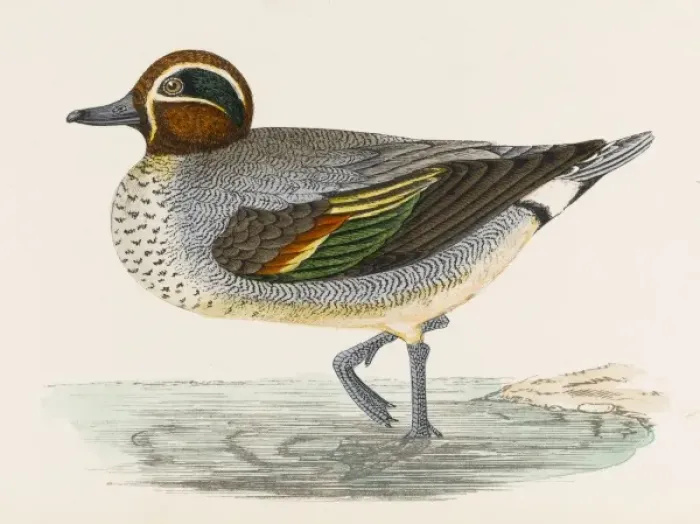 Framed Print : Morris / Duck / Teal Framed Print : Morris / Duck / Teal