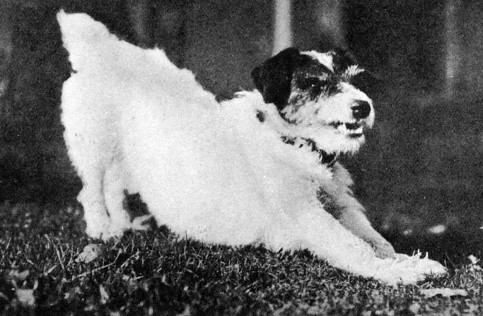 Framed Print : Morty the dog, mascot of WW1 Framed Print : Morty the dog, mascot of WW1