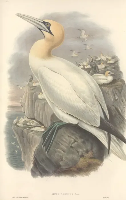 Framed Print : Morus bassanus, gannet Framed Print : Morus bassanus, gannet