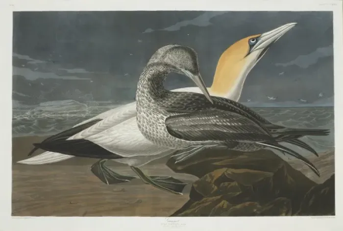 Framed Print : Morus bassanus, northern gannet Framed Print : Morus bassanus, northern gannet
