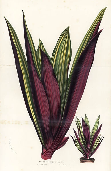 Moses-in-the-cradle, Tradescantia spathacea