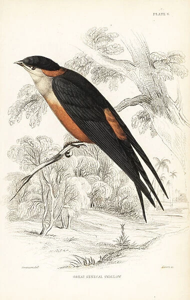 Mosque swallow, Cecropis senegalensis