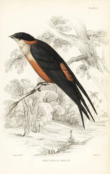 Framed Print : Mosque swallow, Cecropis senegalensis Framed Print : Mosque swallow, Cecropis senegalensis