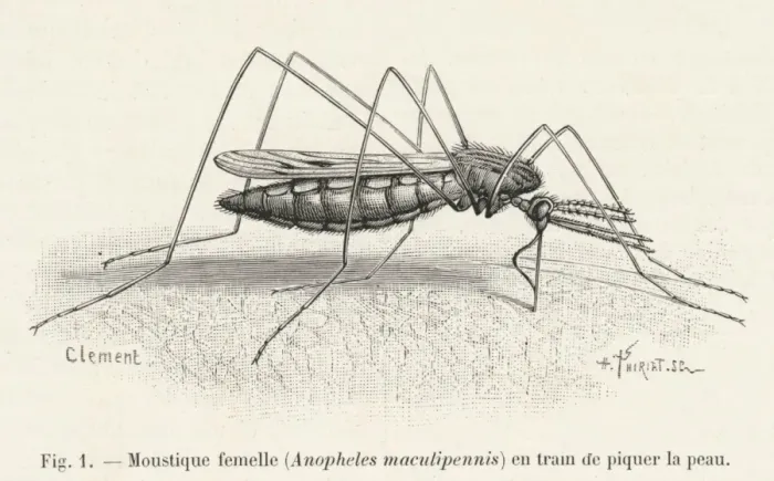 Framed Print : Mosquito Biting a Human Framed Print : Mosquito Biting a Human