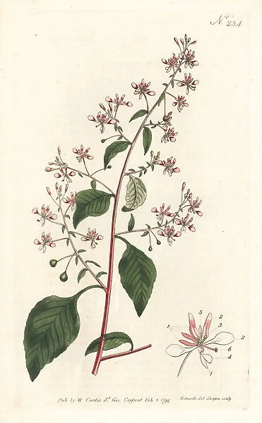 Mosquito flower or Mexican lopezia, Lopezia racemosa