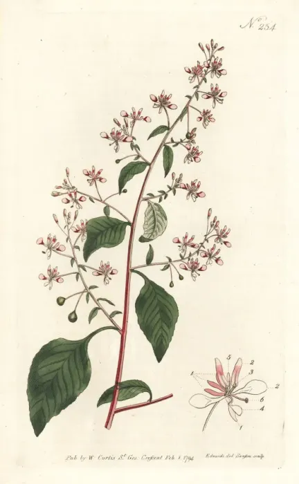 Framed Print : Mosquito flower or Mexican lopezia, Lopezia racemosa Framed Print : Mosquito flower or Mexican lopezia, Lopezia racemosa