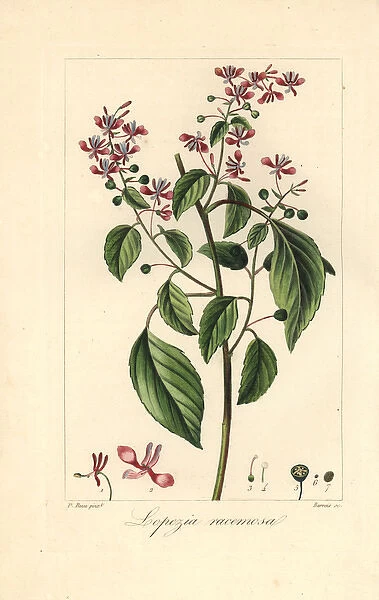 Mosquito flower or pink brush, Lopezia racemosa