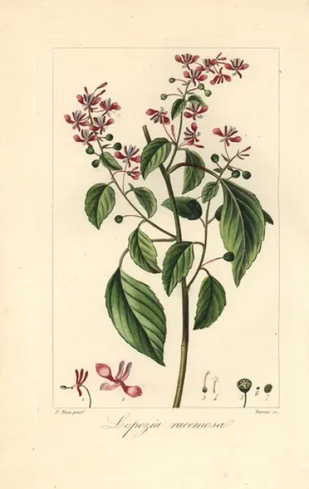 Framed Print : Mosquito flower or pink brush, Lopezia racemosa Framed Print : Mosquito flower or pink brush, Lopezia racemosa