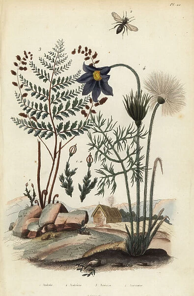 Moss, mining bee, fern and pasque flower