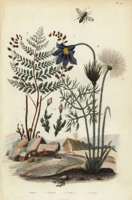 Framed Print : Moss, mining bee, fern and pasque flower Framed Print : Moss, mining bee, fern and pasque flower