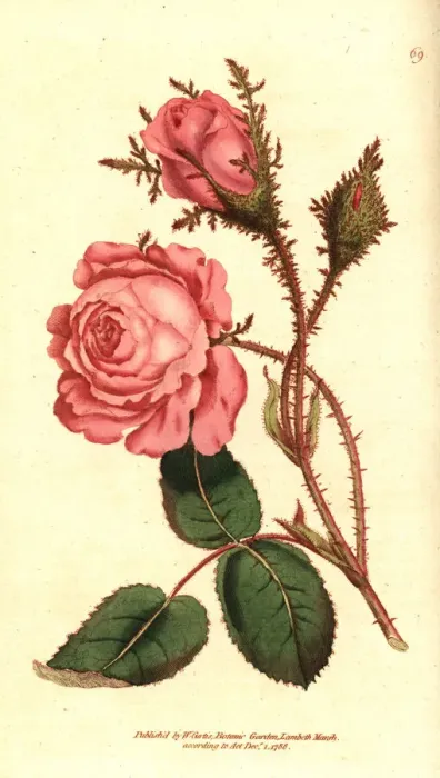 Framed Print : Moss rose, Rosa centifolia f. muscosa Framed Print : Moss rose, Rosa centifolia f. muscosa