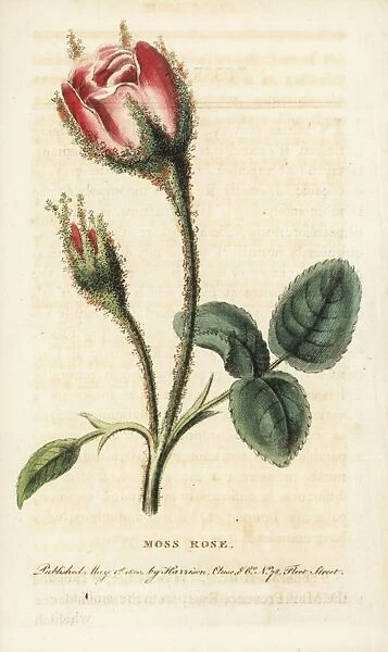Moss rose, Rosa muscosa