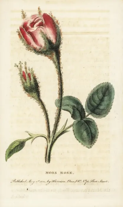 Framed Print : Moss rose, Rosa muscosa Framed Print : Moss rose, Rosa muscosa