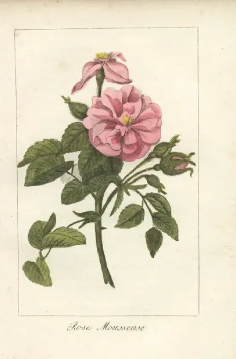 Framed Print : Moss rose, Rosa muscosa Framed Print : Moss rose, Rosa muscosa