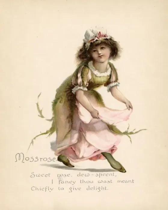 Framed Print : Mossrose / Language of Flowers Framed Print : Mossrose / Language of Flowers