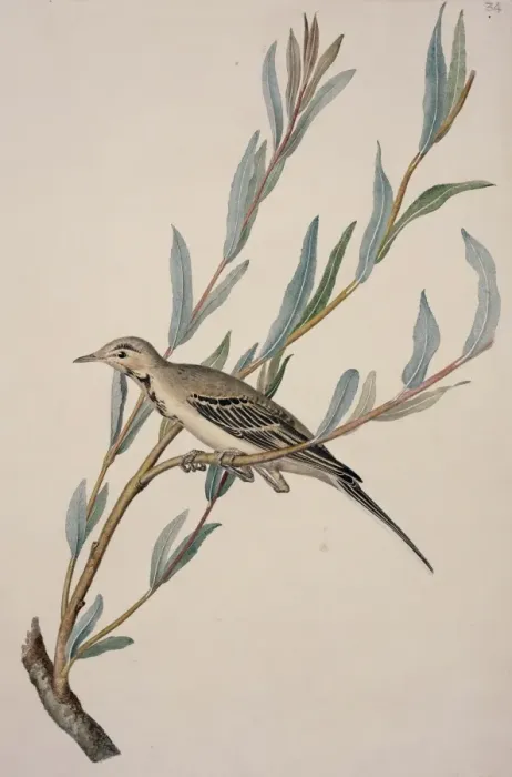 Framed Print : Motacilla alba, white wagtail Framed Print : Motacilla alba, white wagtail
