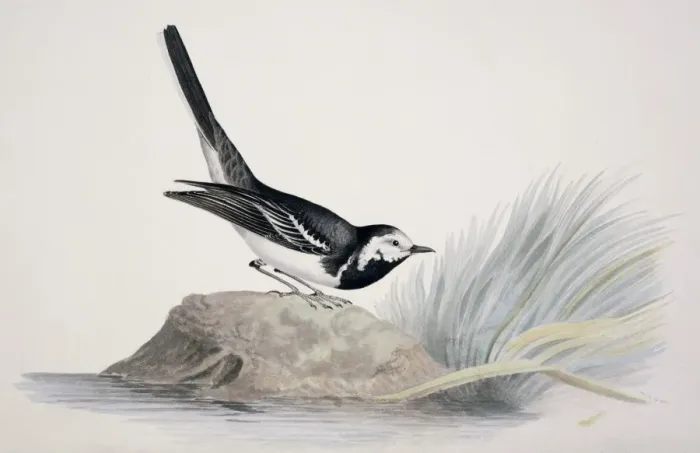 Framed Print : Motacilla alba yarrelli, pied wagtail Framed Print : Motacilla alba yarrelli, pied wagtail